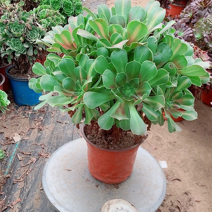 粉女巫中班多肉植物法师60