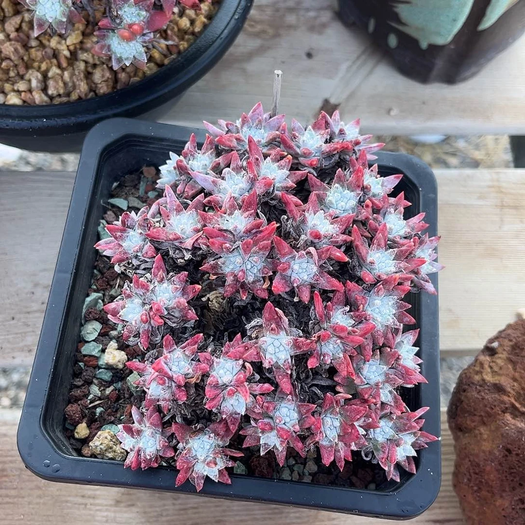 小鹿多肉一物一拍6852