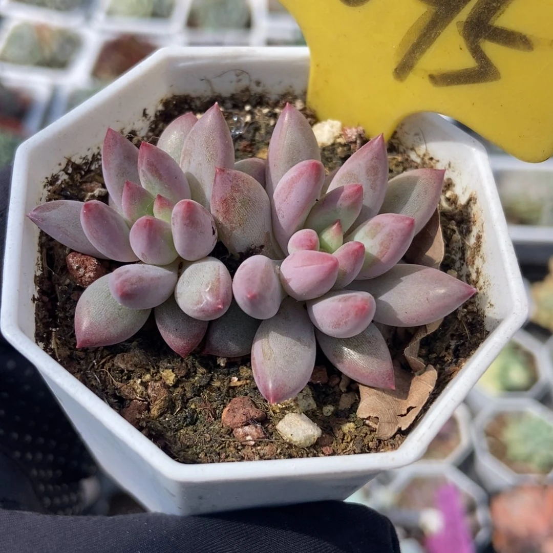 1095虞美人多肉植物保护