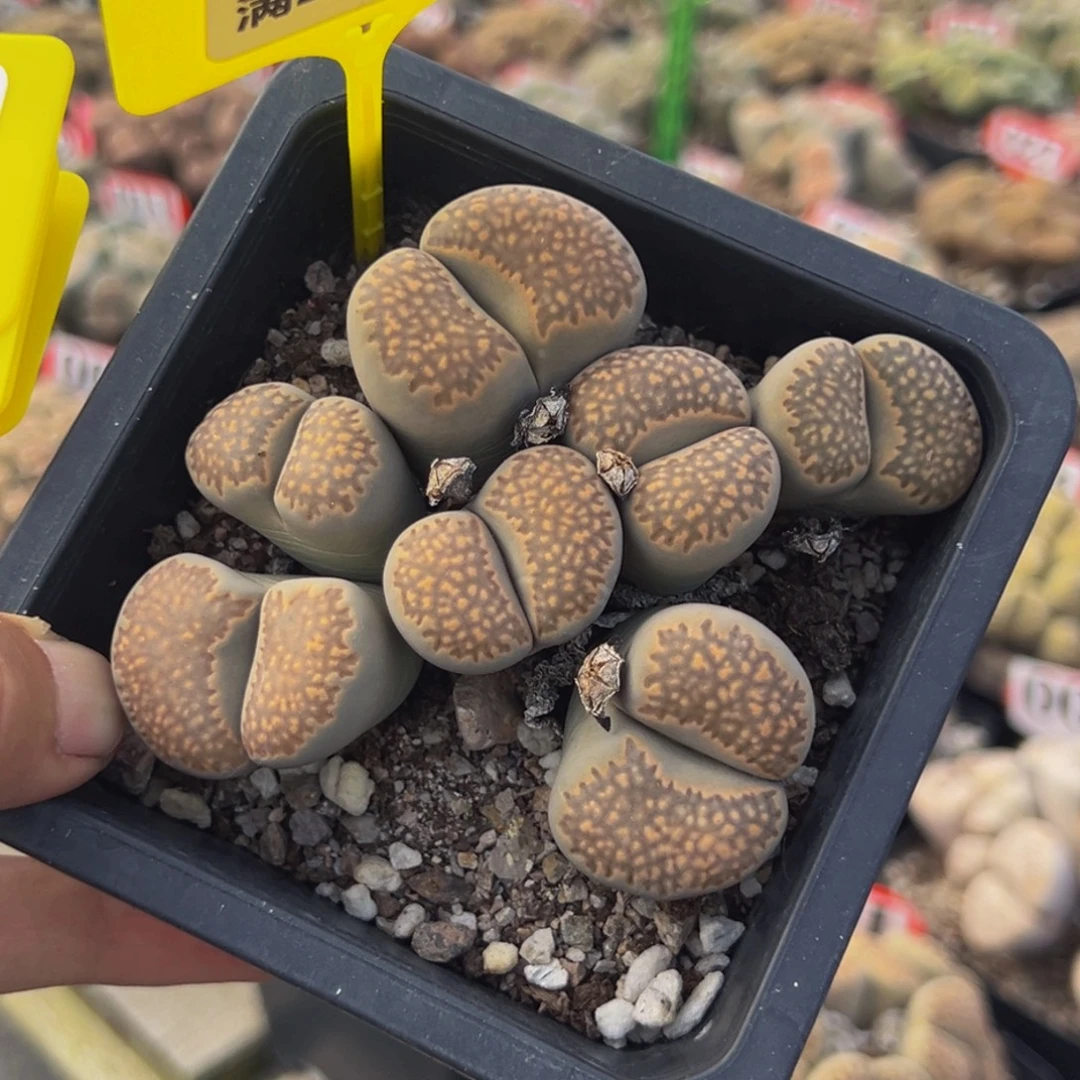 169 生石花大群生大群生