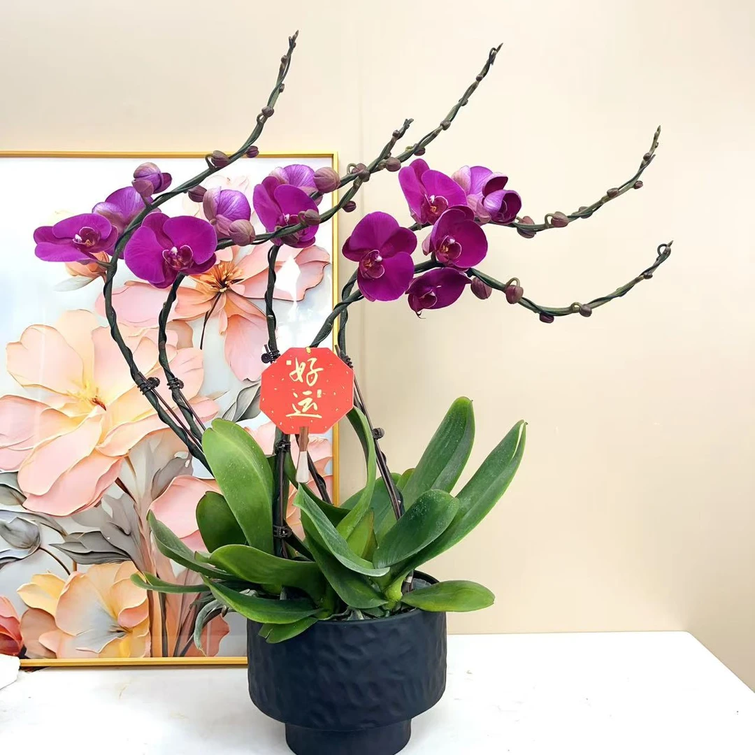 A级【大辣椒】精品 蝴蝶兰