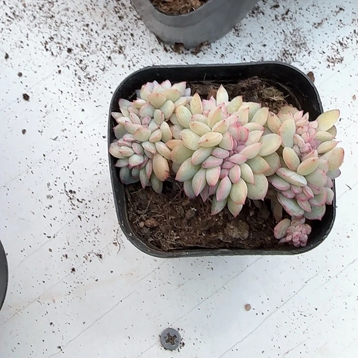 青蛙王子儿童牙膏111