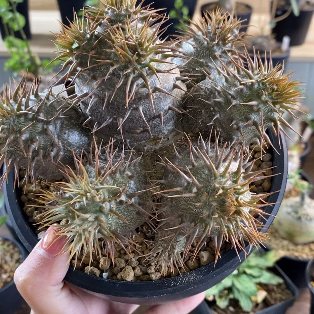 实生园艺多头 象牙宫 一物一拍