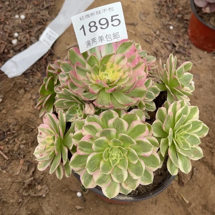 1895海王的人多肉的