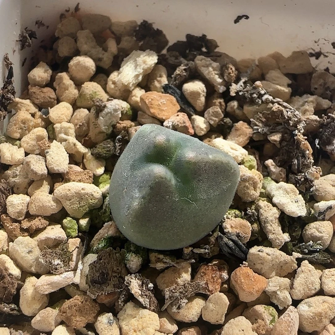 大眼睛空蝉两年苗奔奔