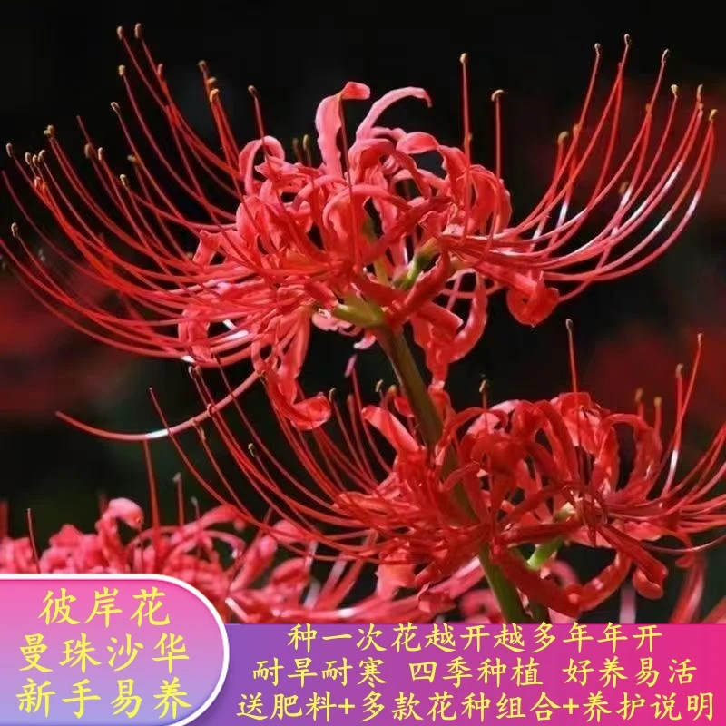 【特惠】彼岸花种球四季种植曼珠沙华盆栽红花换锦石蒜好养花卉耐寒