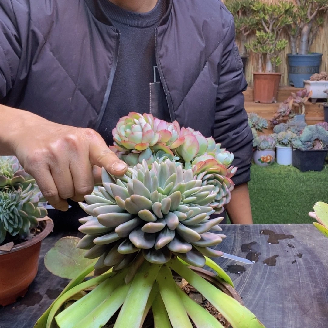 莎****店23号桃花源缀化