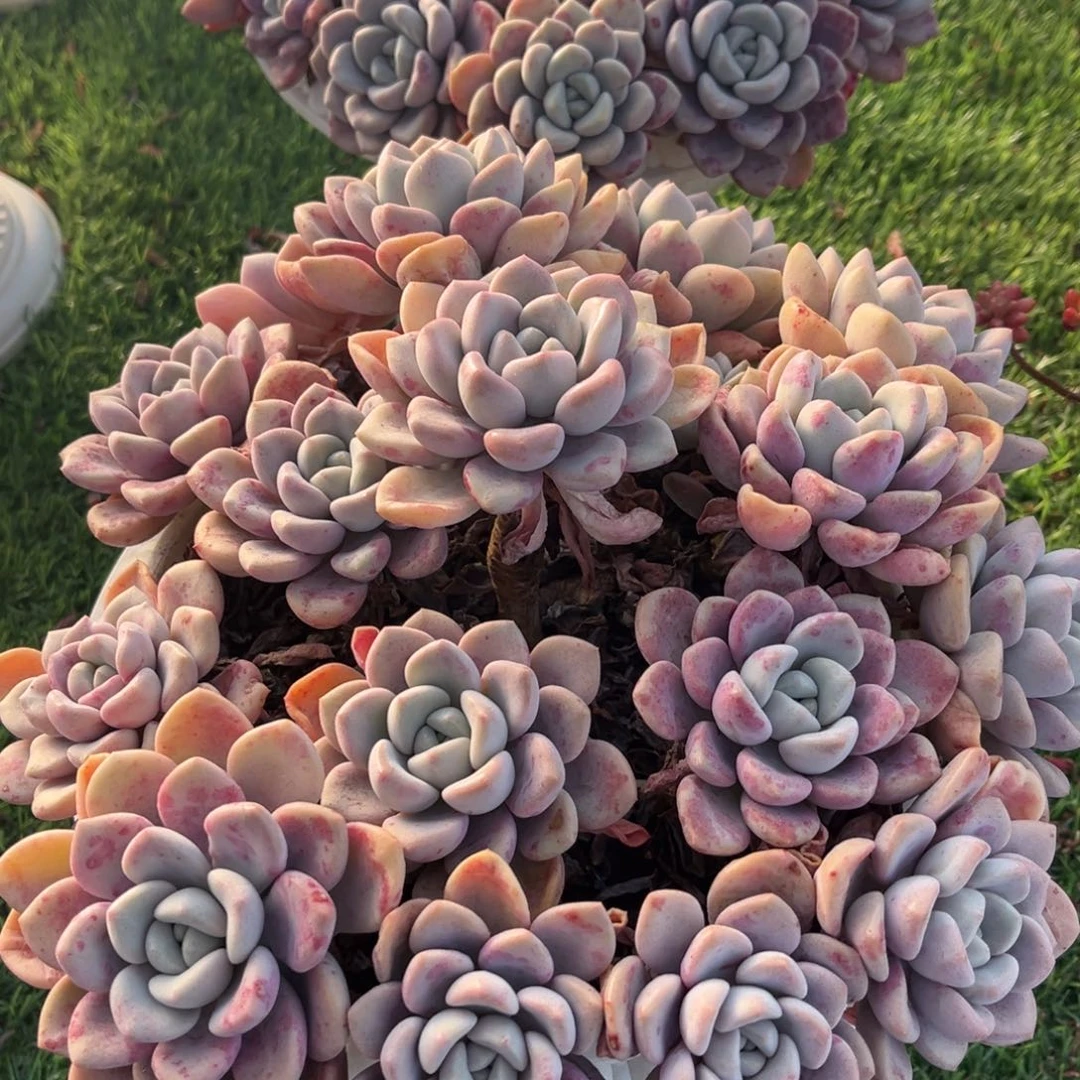 生***妞2盆花斑鹿多肉植物一物一拍带盆发货