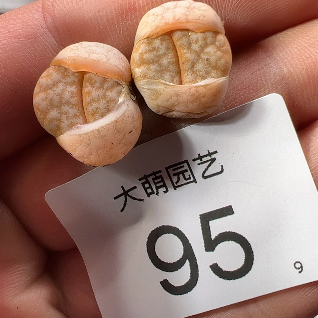000095 一物一拍……