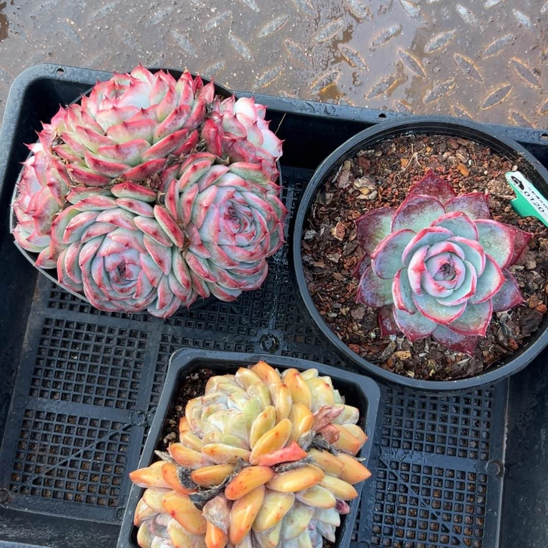 多肉一物一拍编号0120-61