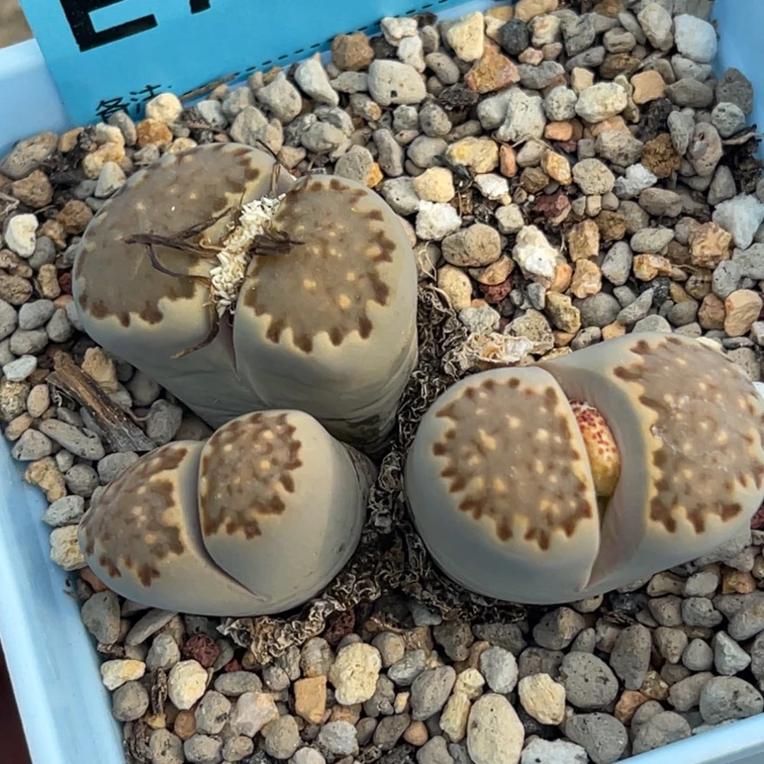 7479三头寿丽饼干群一颗