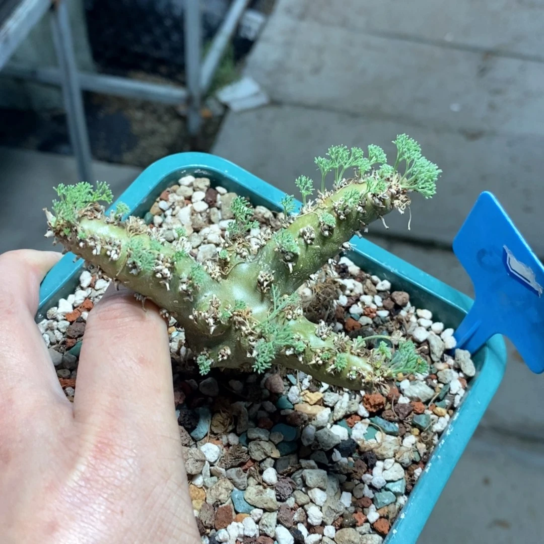 白皮越界多肉植物一个