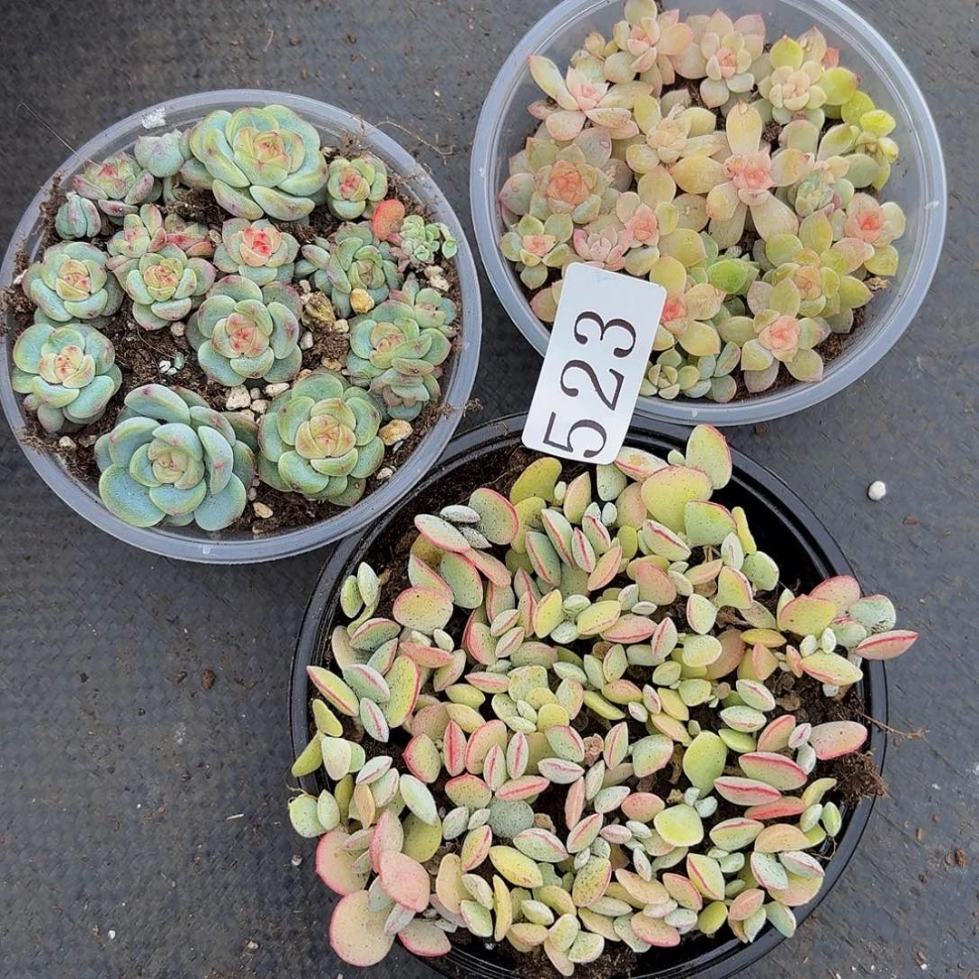 蔚*一多肉植物多肉植物523