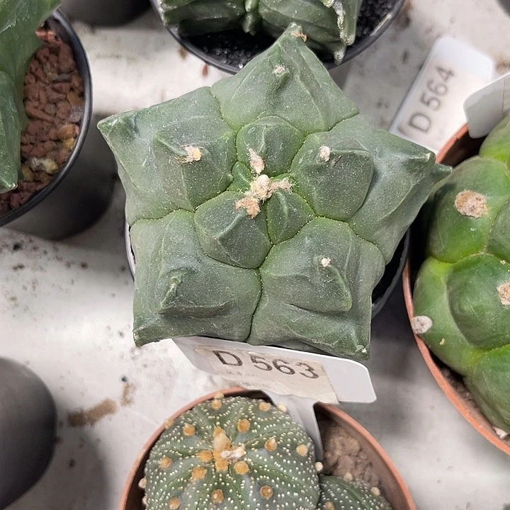 仙人球开花仙人球上