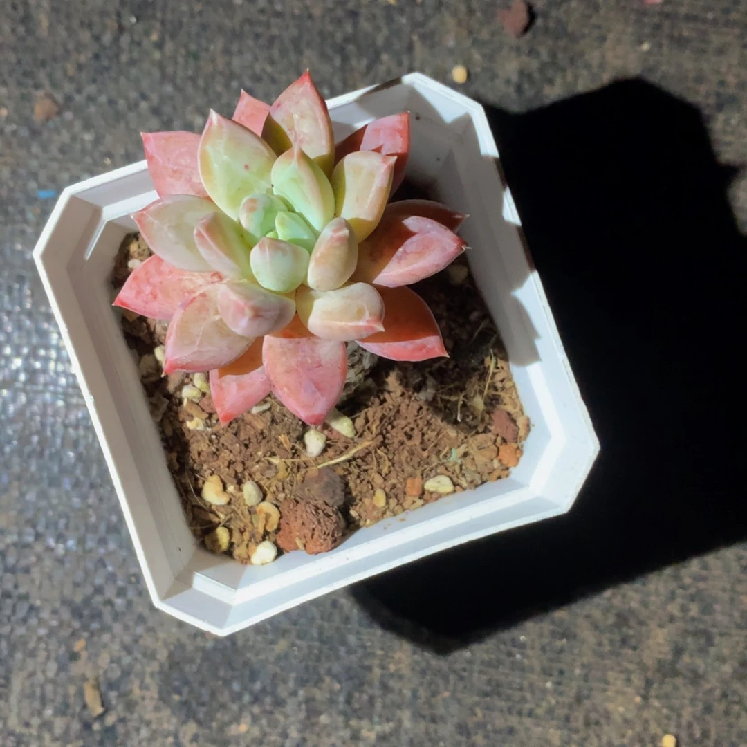 精品乌拉克拉一物一拍