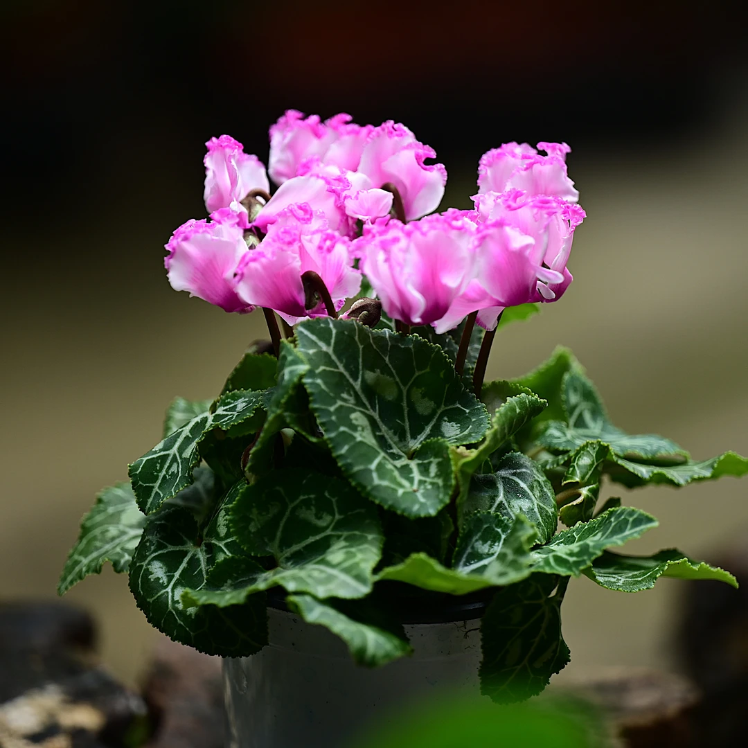 仙客来10厘米盆室内花卉生长多季开花多年生常绿草本