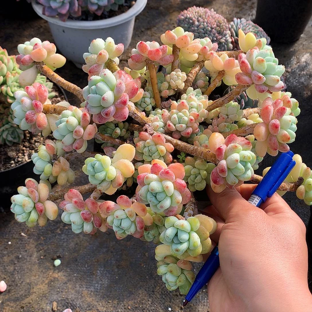 劳尔一物一拍16-8