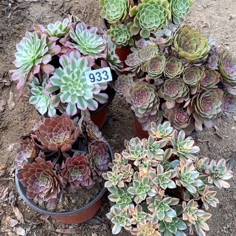 宁***2933五颗法师多肉植物