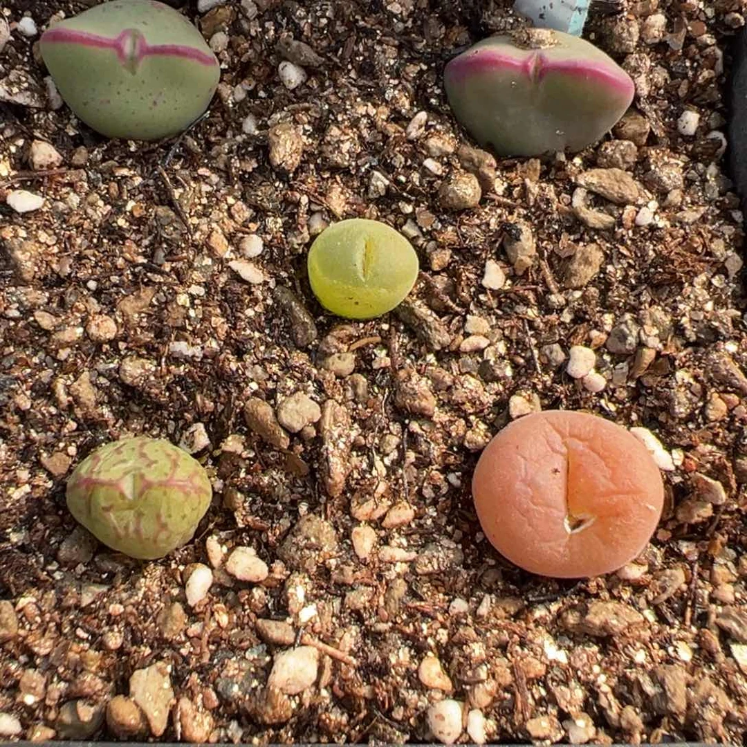 20-88肉锥多肉植物，