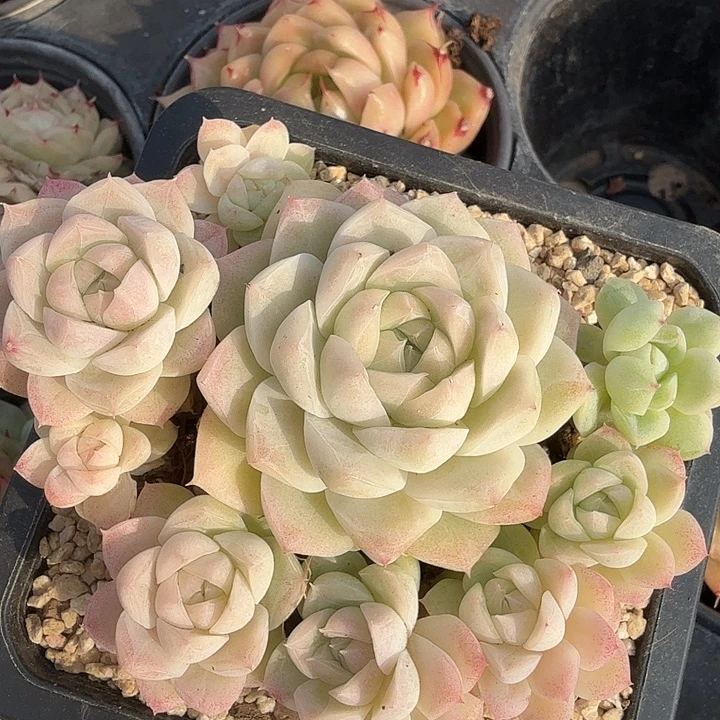 0120-85 n女王优选