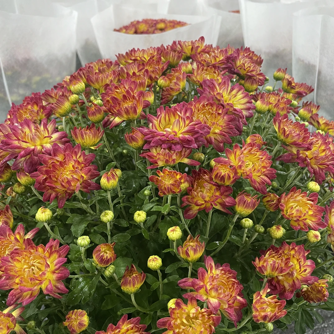 【夏日烟火】 千头球菊 盆栽耐热耐寒 多季开花适合庭院阳台养护
