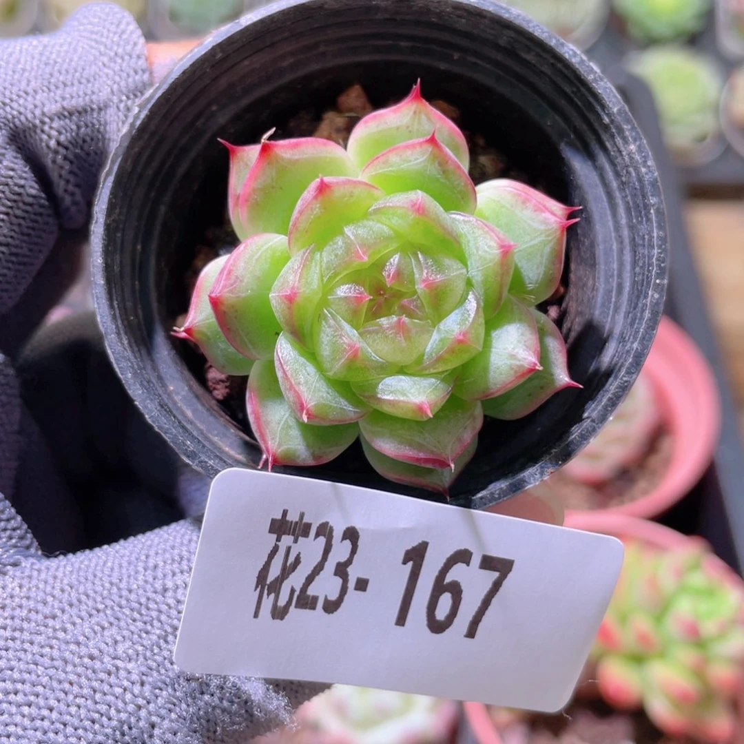 花利美23-167海王
