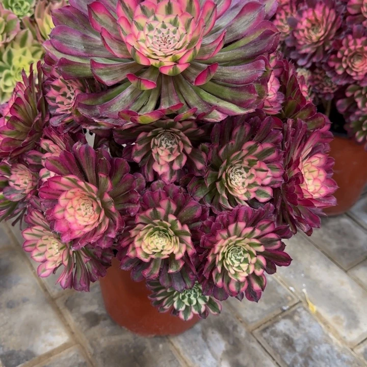 人**茶红铜超白锦福利201肉肉