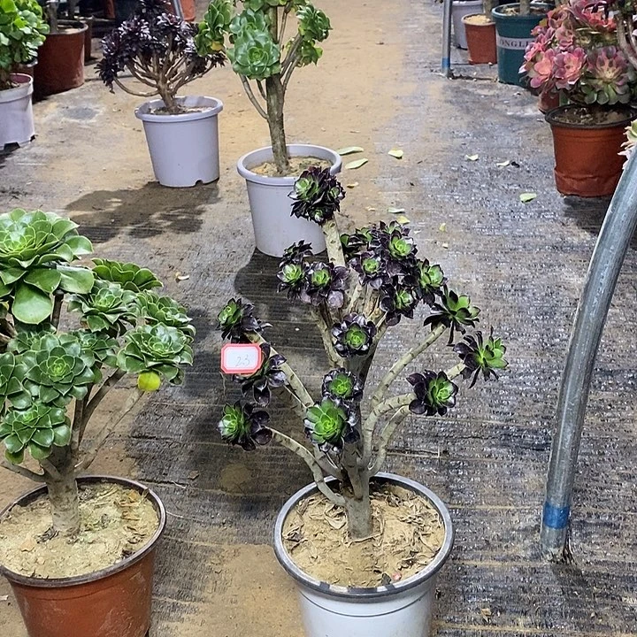 23，2颗多肉法师多肉法师