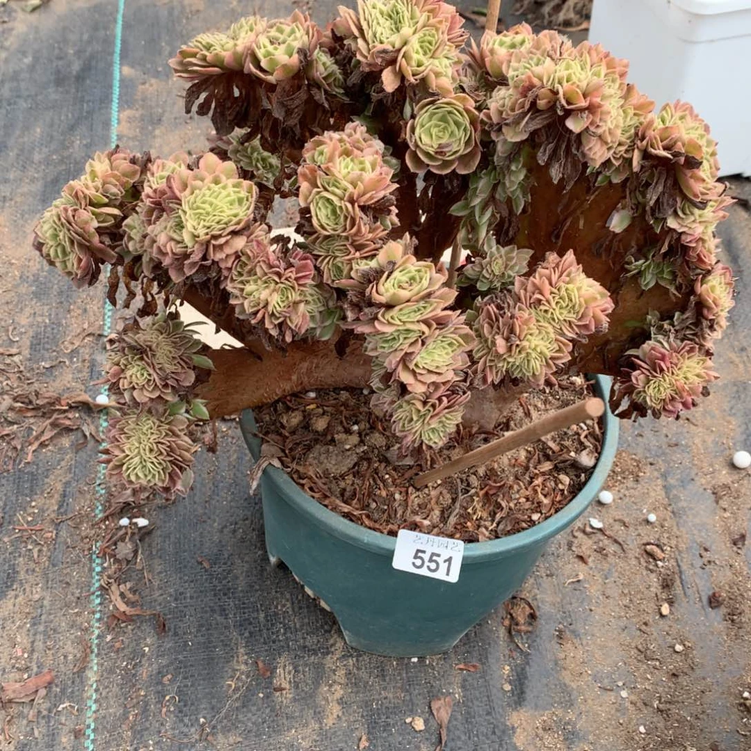 最***手551倾城缀化一颗缀
