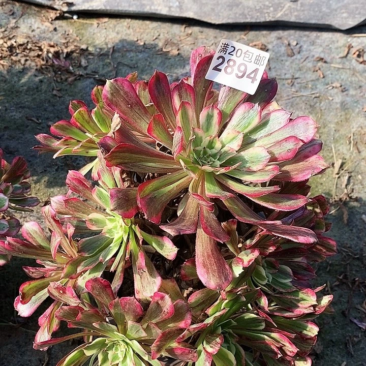 2894 一颗红铜壶法师