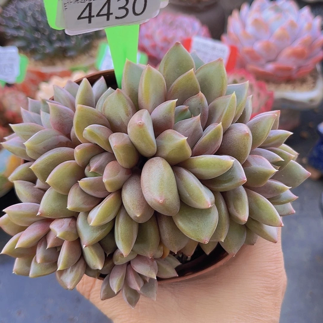 4430象牙多肉植物