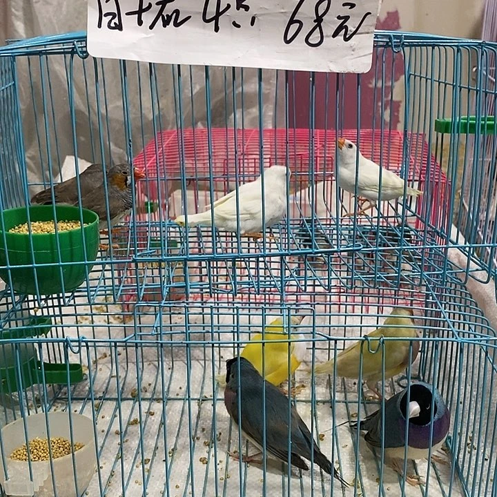 珍珠鸟君***&特价珍珠白加灰