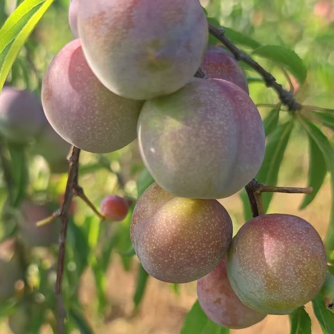 贵州高山晚季脆红李樱桃李（只卖真货）优选甜李子 发货地遵义·正安