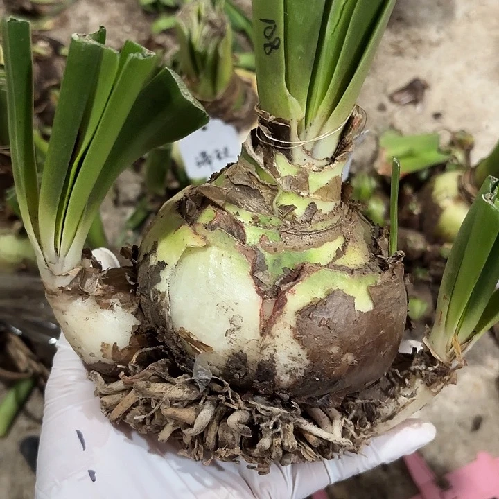 无花朵朱顶红倾城之恋9.8+4+3