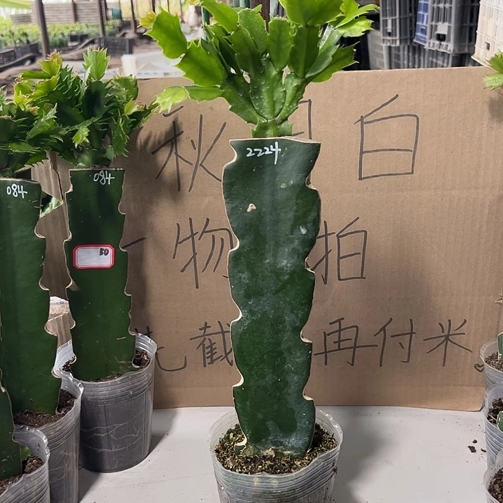 儒***潮当前无花朵，栽培后可花朵2224