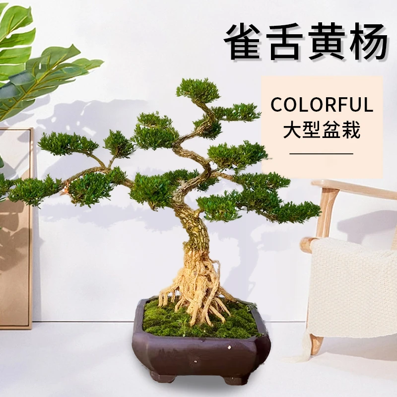 小叶黄杨迎客松罗汉松皱皮盆景室内办公室客厅大型好养绿植盆栽
