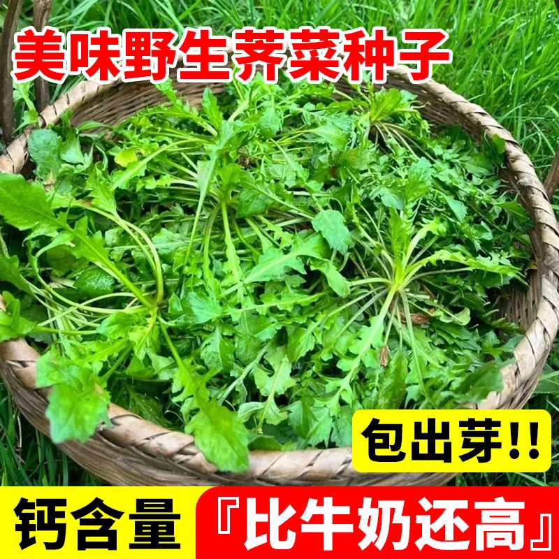 野生荠菜种籽四季老品种大叶荠菜种子小叶阳台盆栽蔬菜种孑籽大全