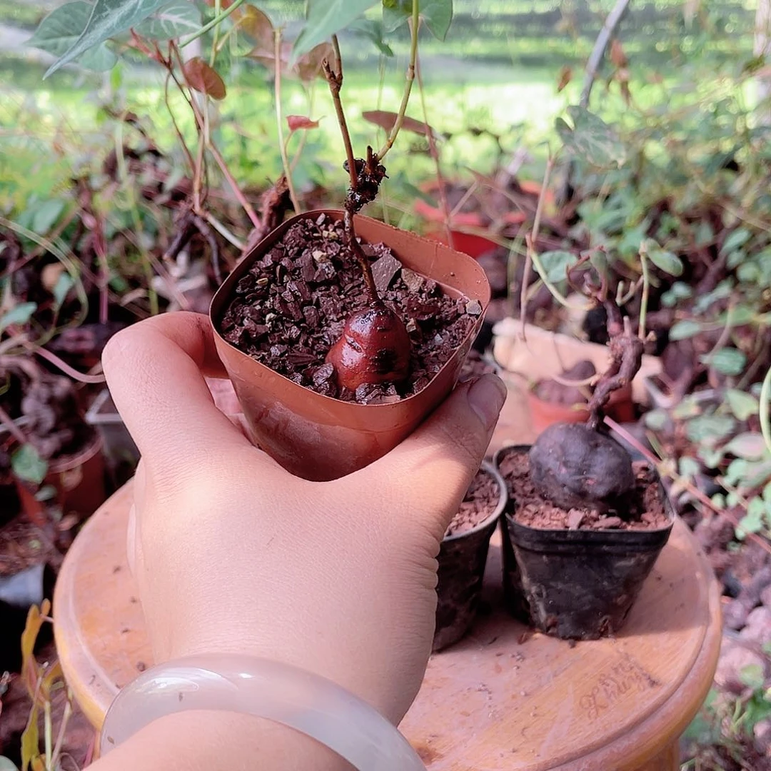 不开花植物何首乌