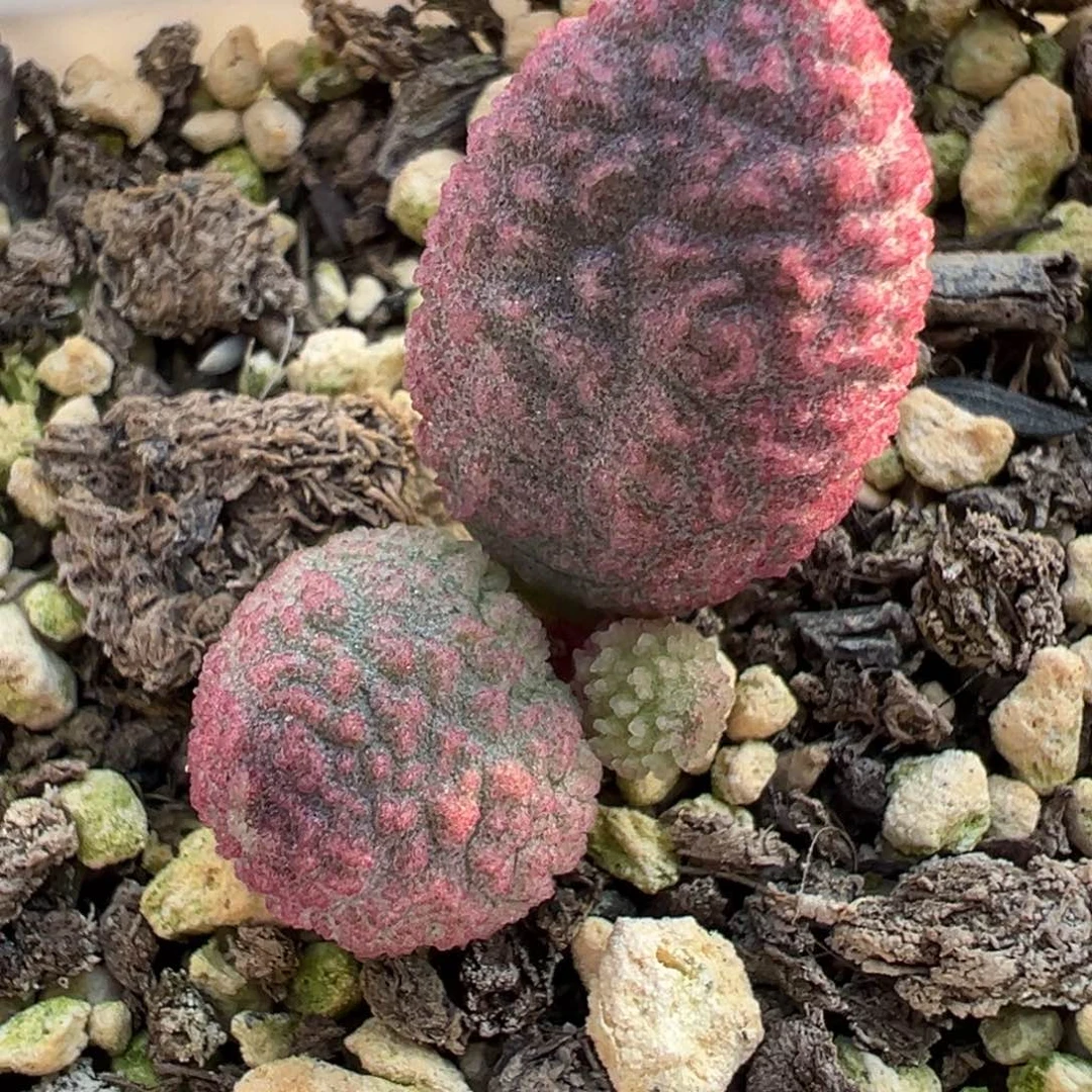 实生新品多肉植物小桩