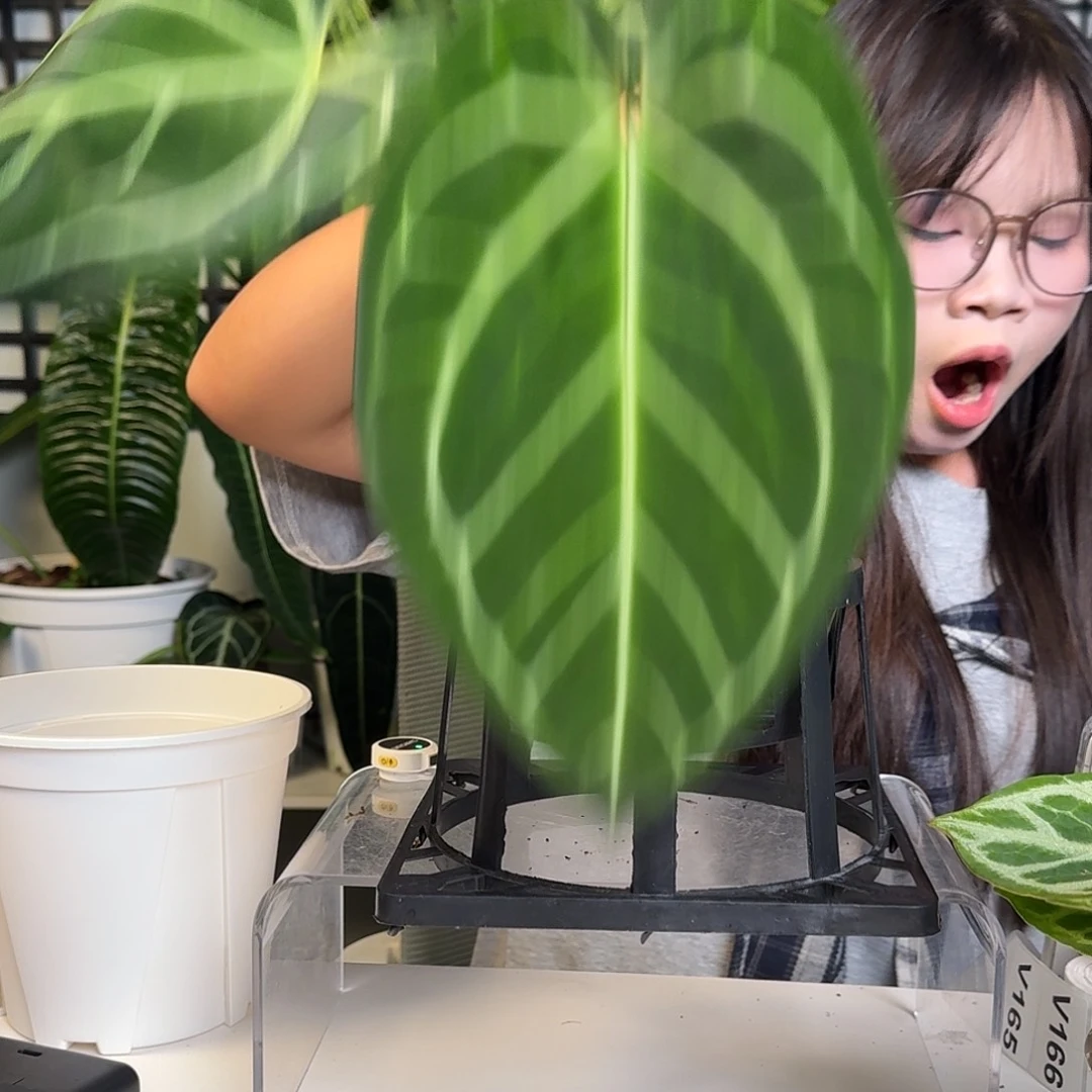 无花朵一物一拍V164