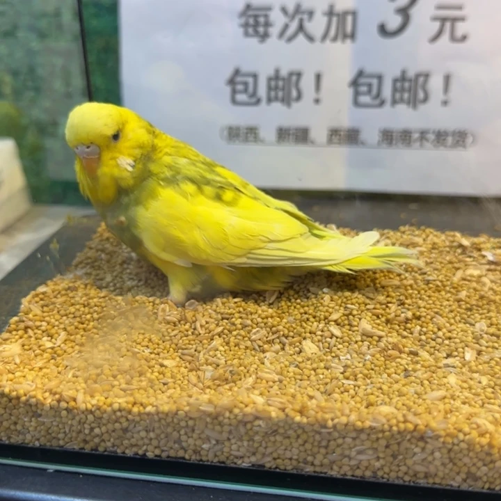 虎皮鹦鹉大头虎皮鹦鹉