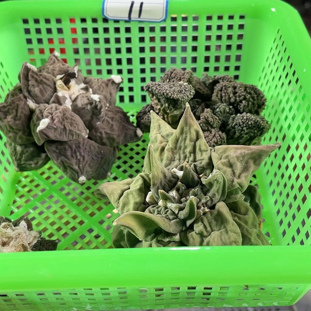 11号酸菜福利筐拍无根1筐