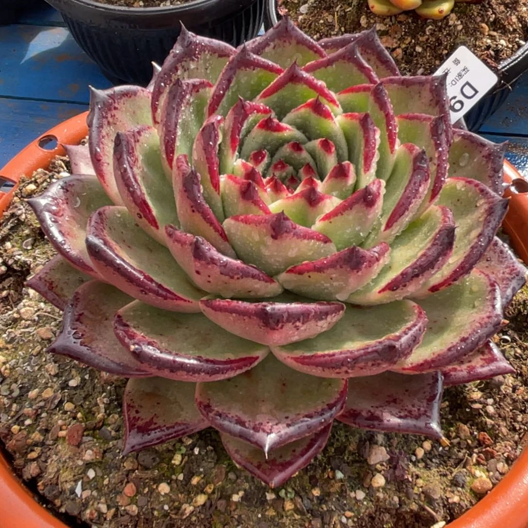 无花朵若如东云单拍D913