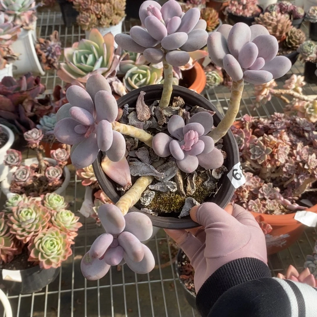 680橙雪球一物一拍