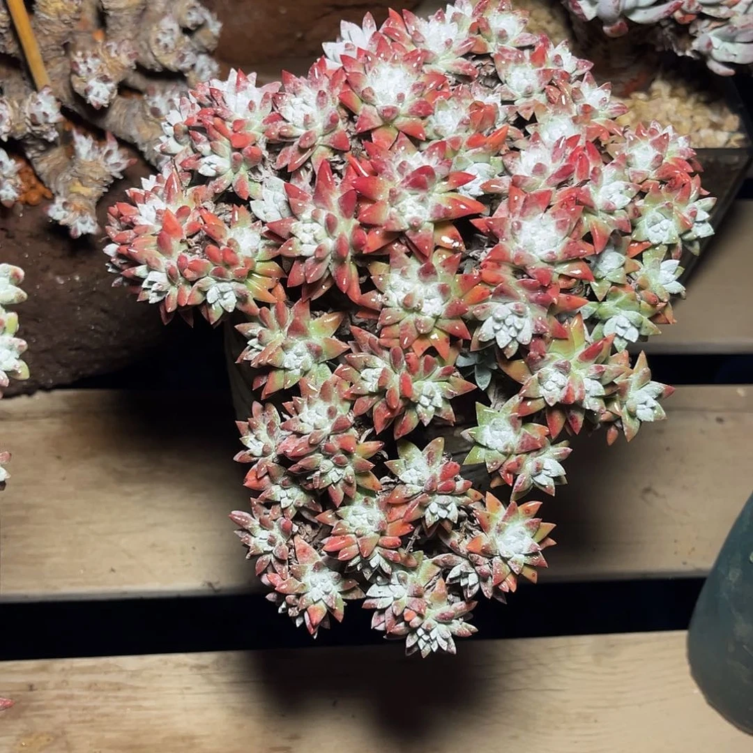 小鹿多肉一物一拍悬崖韩菊