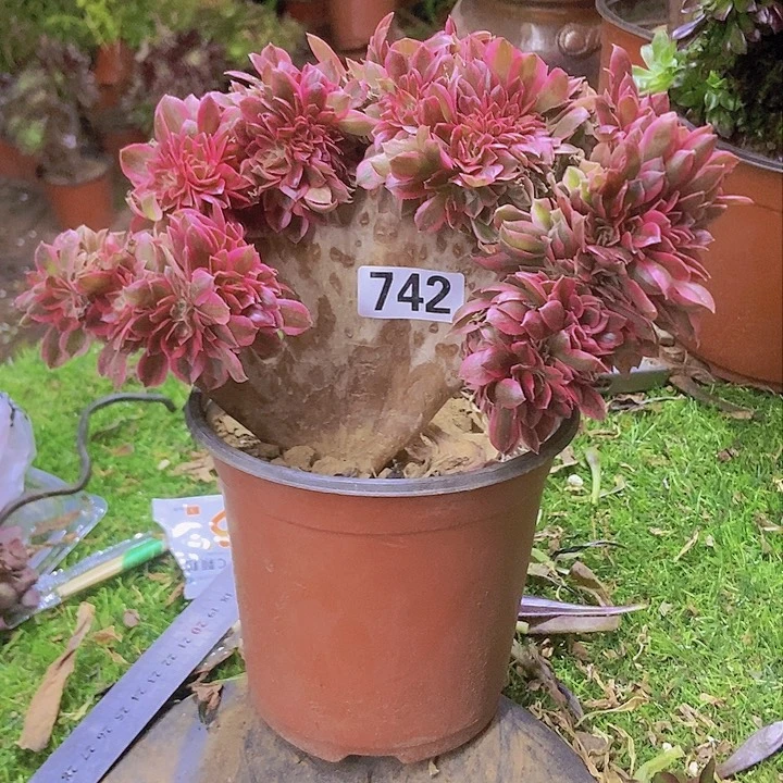 742粉女郎老庄缀化有老伤