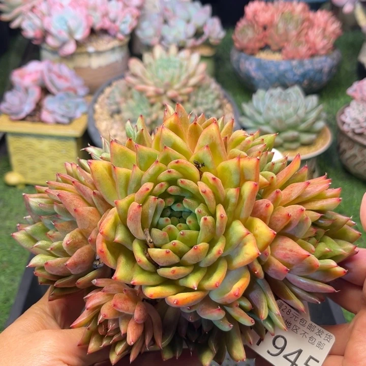 大1945；vzvxvxvchh