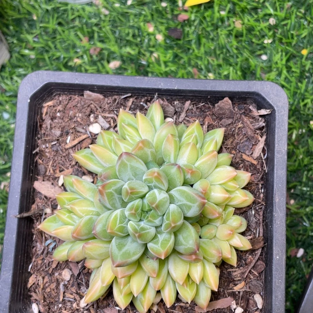 陨石手捧多肉植物