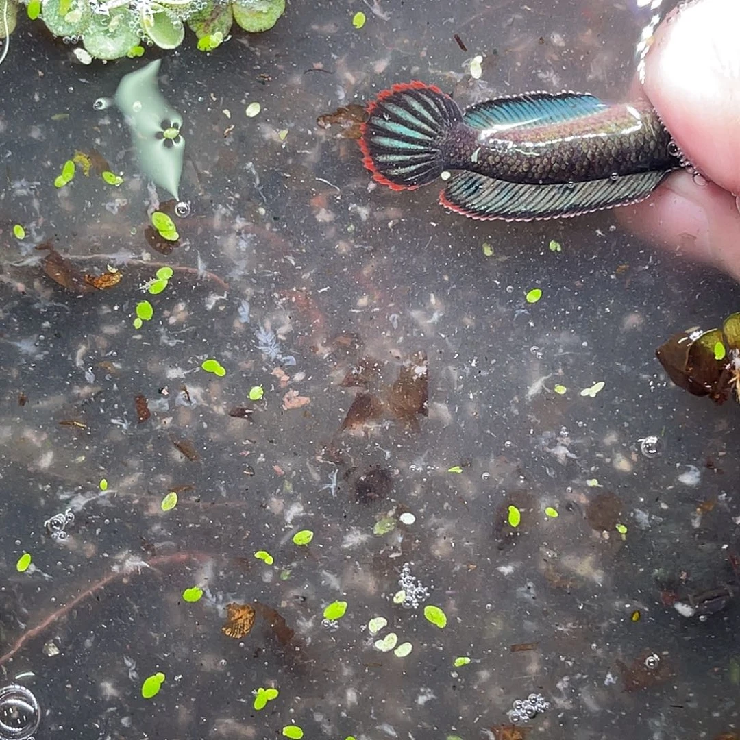 庙***民雷龙鱼47号11111111111