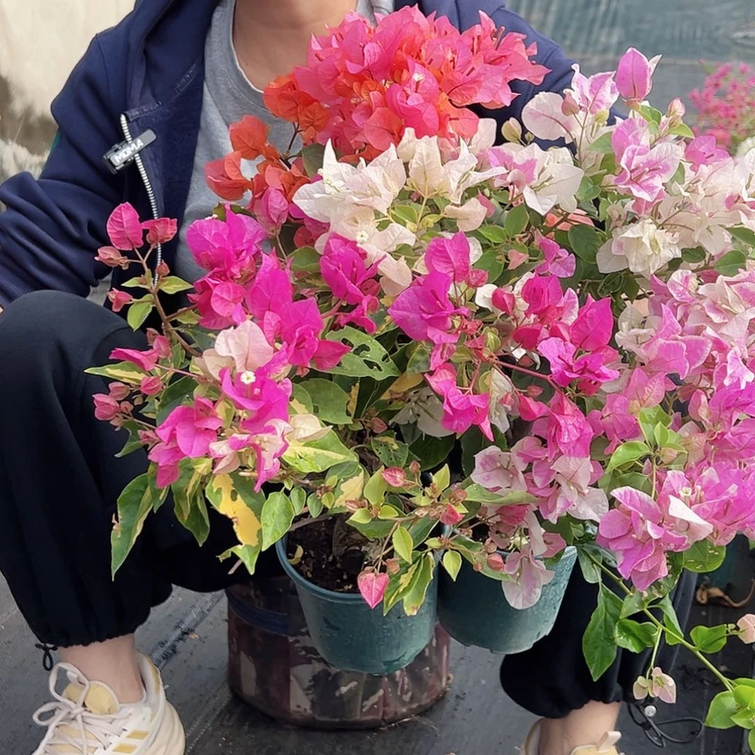 大部分花苞少量开放金心双色，广红樱，波妹组合